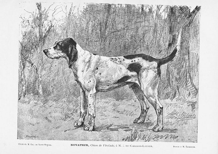 Novateur, chien de Virelade par Paul Tavernier - Le Chenil illustré